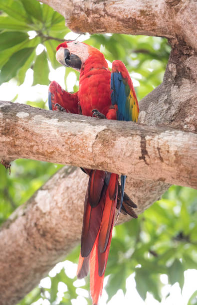 istock Beautiful Scarlet macaw (Ara macao) parrot. 1083346740