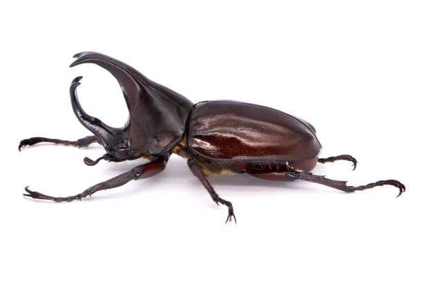 istock Rhinoceros Beetle On White Background 1083347204