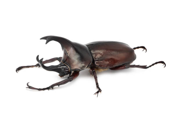 istock Rhinoceros Beetle On White Background 1083347208