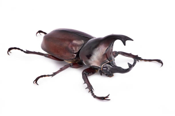 istock Rhinoceros Beetle On White Background 1083347210