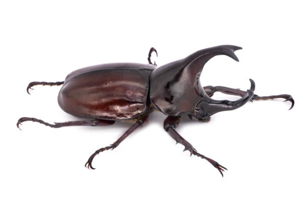 istock Rhinoceros Beetle On White Background 1083347226