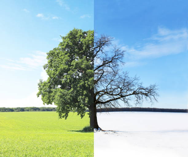 Abstract collage with mixed different sides of tree with changing seasons from summer with green grass and to winter with white snow