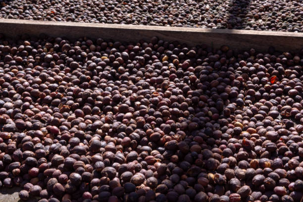 istock Traditional method of drying mature coffee beans on  open grid outside in sun lights, bio coffee farm 1083349724