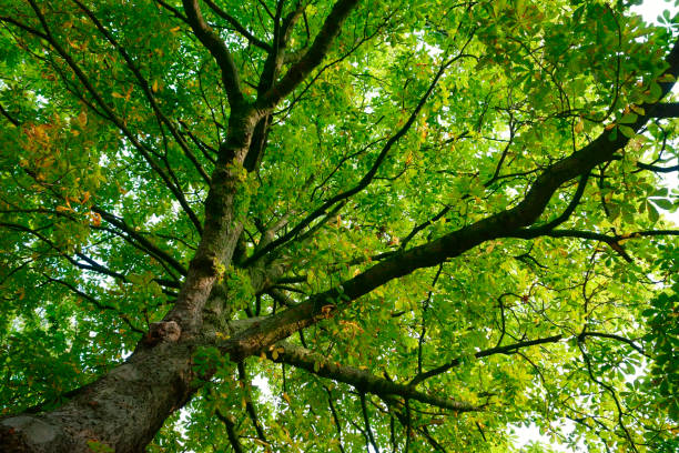istock Horse chestnut tree with green canopy of leaves 1083349810