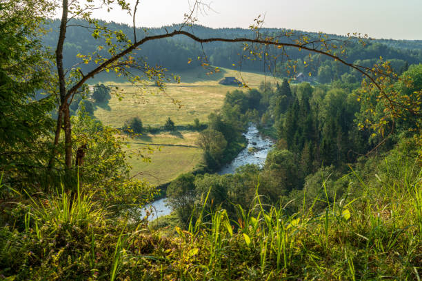 istock wavy river in forest in green summer 1083351302