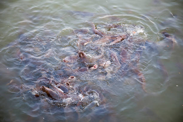 istock catfish in water struggling for food india 1083354098