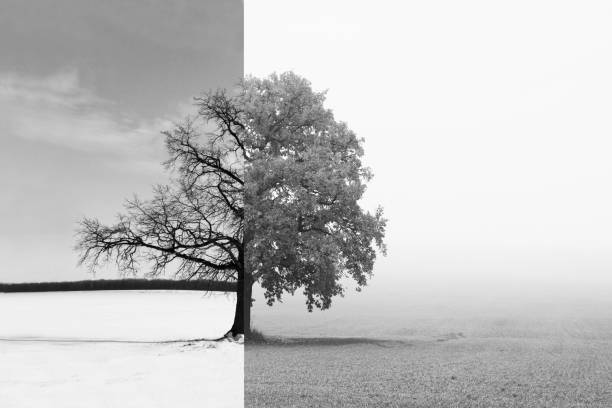 istock Black and white photo with lonely tree 1083354274