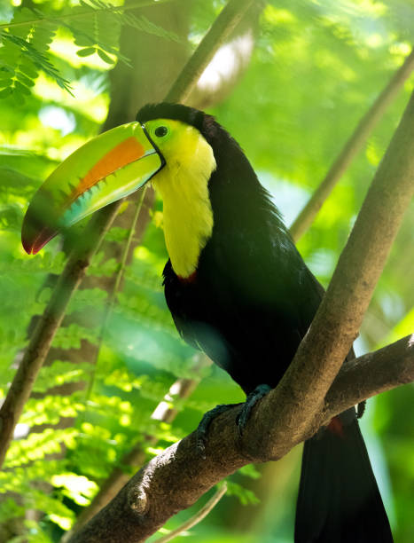 istock Beautiful keel billed or rainbow billed toucan. 1083354334