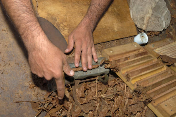 istock Close-up of hands making cigar from tobacco leave 1083356290