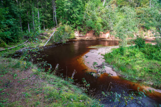 istock wavy river in forest in green summer 1083363404