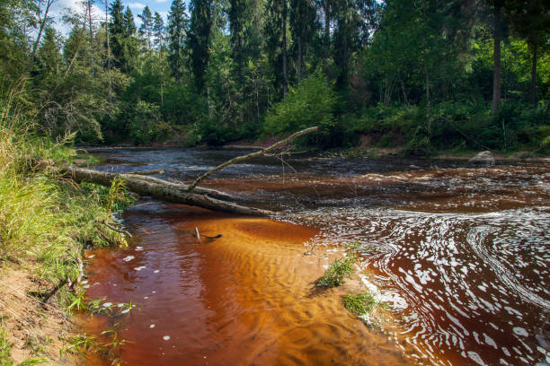 istock wavy river in forest in green summer 1083363418