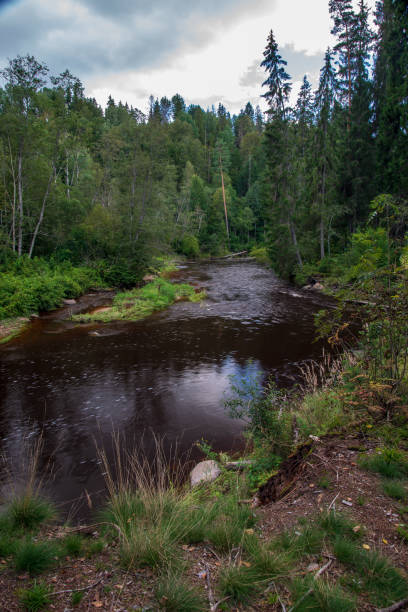 istock wavy river in forest in green summer 1083363424