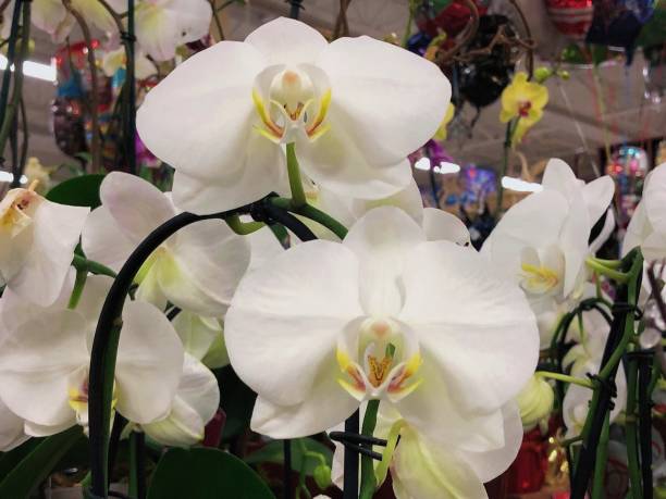 istock white moth orchid in shop decoration 1083366192