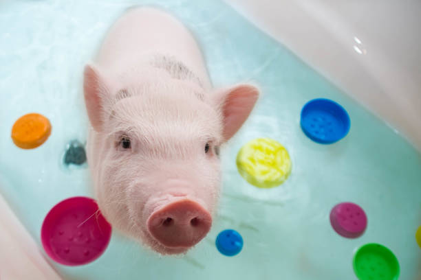 piggy bathes in the bath with toys. clean Piglet