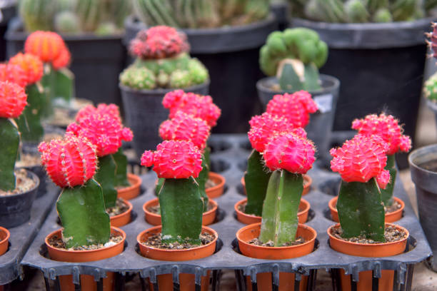 istock cactus with pink flower plants 1083368030
