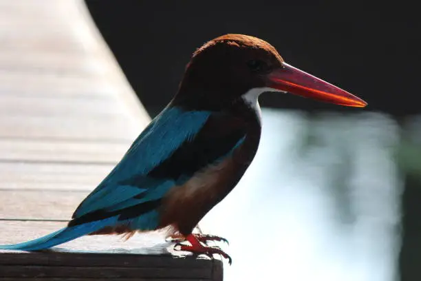 Close-up capture of kingfisher bird perching on wood in Thailand.