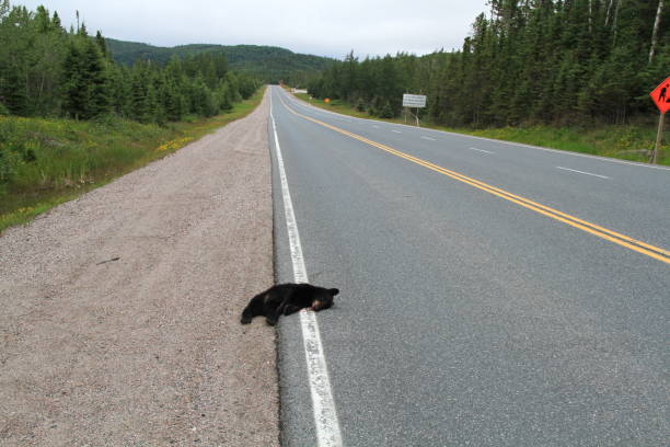 istock Fatal animal accident on the highway 1083369142