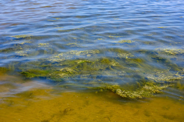 istock lakeside beach details with sand, rocks and blur background 1083371312