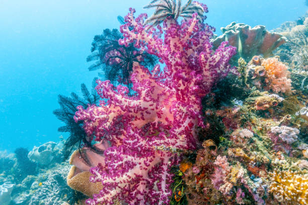 istock Dendronephthya isoft corals family Nephtheidae. 1083372926