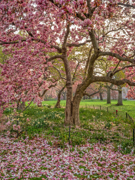 istock Central Park, New York City in spring 1083373338