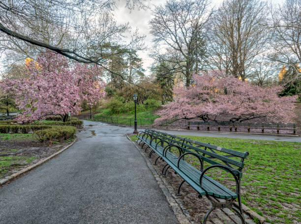 istock Central Park, New York City in spring 1083373778