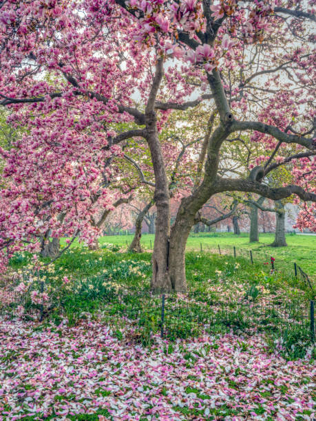istock Central Park, New York City in spring 1083373858