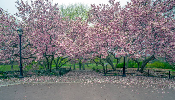istock Central Park, New York City in spring 1083374090