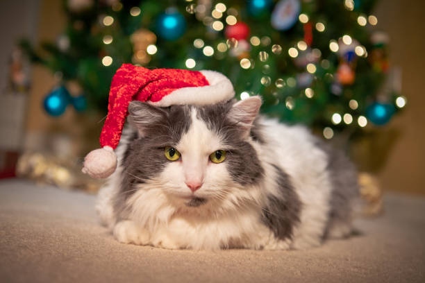 istock Christmas Kitty Under Tree Wearing Santa Hat 1083378940