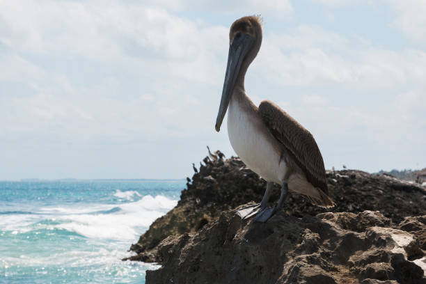 istock Brown pelican bird sitting on the rocks 1083379332