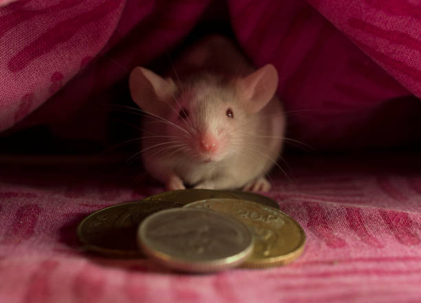 French tooth fairy White and grey mouse under pink pillow with pile of old Irish coins, facing forward rodent bedding stock pictures, royalty-free photos & images