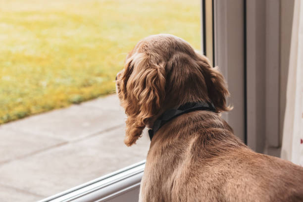 istock Golden Puppy 1083380752