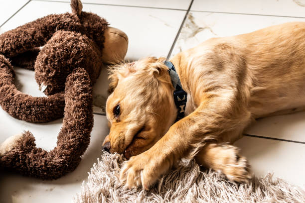istock Golden Puppy 1083380756