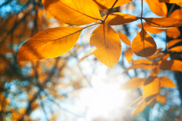 istock Autumn landscape park. Fall tree leaves background. 1083381460