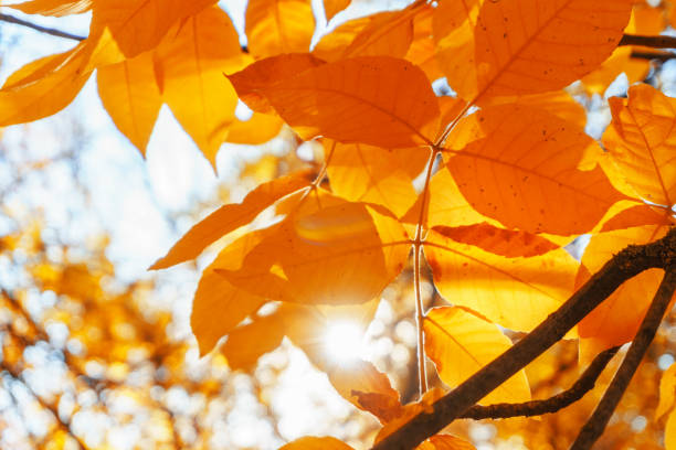 istock Autumn landscape park. Fall tree leaves background. 1083381474