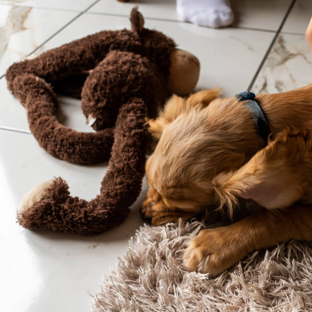istock Golden Puppy 1083381640
