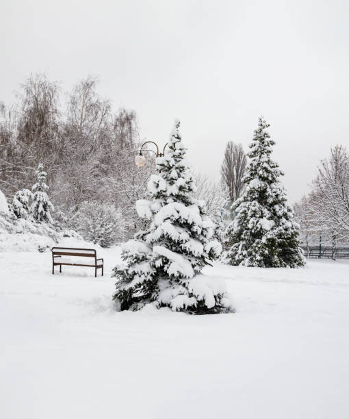 istock trees and benches covered with white snow 1083383062
