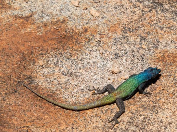 istock Blue headed male lizard sitting on a granite rock 1083383200