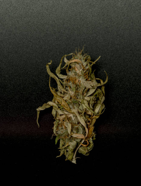 istock Very yellow dried marijuana with black background 1083386368