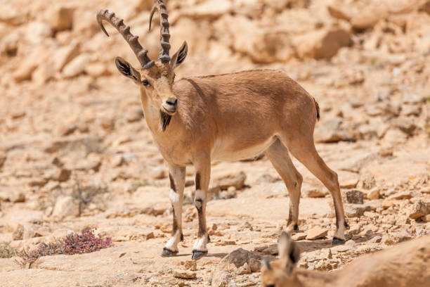 istock Nice view of Nubian ibex goat 1083386612
