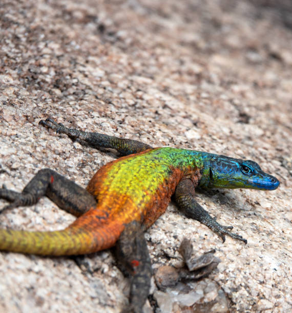 istock Blue headed male lizard sitting on a granite rock 1083388172