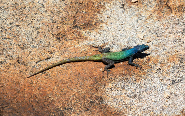 istock Blue headed male lizard sitting on a granite rock 1083388188
