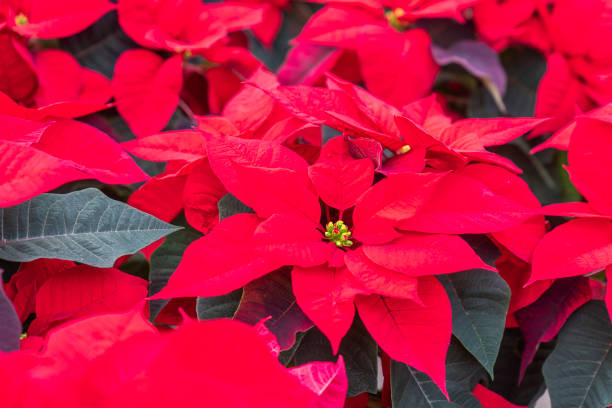 istock Bright red Christmas Poinsettia 1083389990