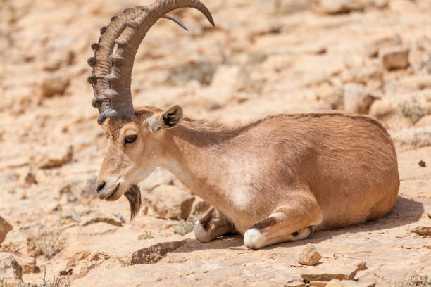 istock Nice view of Nubian ibex goat 1083390034