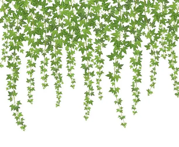 Vector illustration of Green ivy. Creeper wall climbing plant hanging from above. Garden decoration ivy vines background