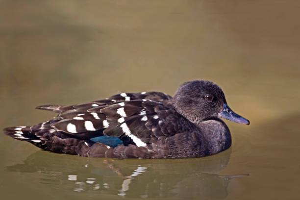 istock African Black Duck, Anas sparsa on the water 1083390356