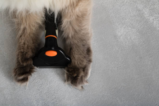 istock Brush for the grooming in cat paws 1083390742