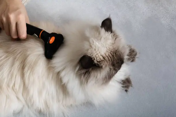 Photo of Female hand brushing a fluffy cat with Grooming Brush