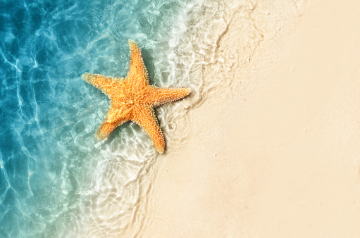 Starfish on the summer beach. Summer background. Tropical sand beach.