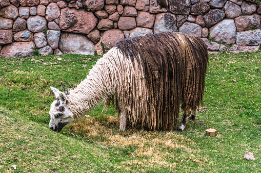 Two shaggy mountain alpacas graze on the high Inca plateau in Peru.