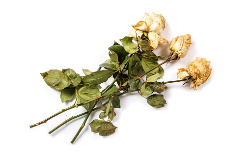 Wilted roses isolated on white background. Frozen roses on a white background. Wilted roses mockup template.
